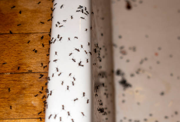 Best Affordable Pest Control Services  in Lake Geneva, WI