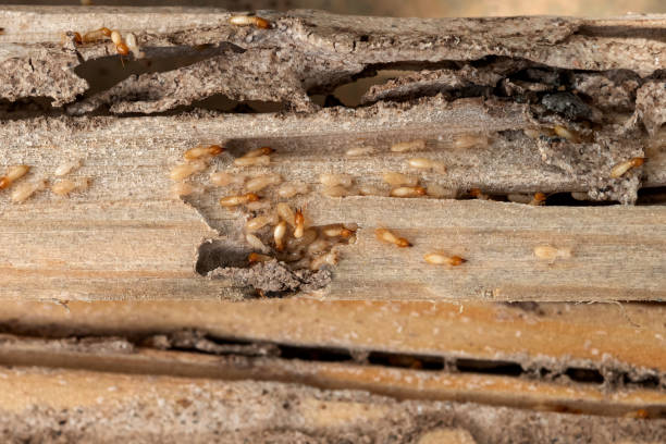 Best Wasp Removal Services  in Lake Geneva, WI